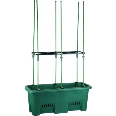 Dark Green Climbing Plants Grow Kit