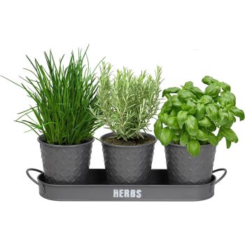 Herb Pot Planters with Embossed Decorative Finish & Tray